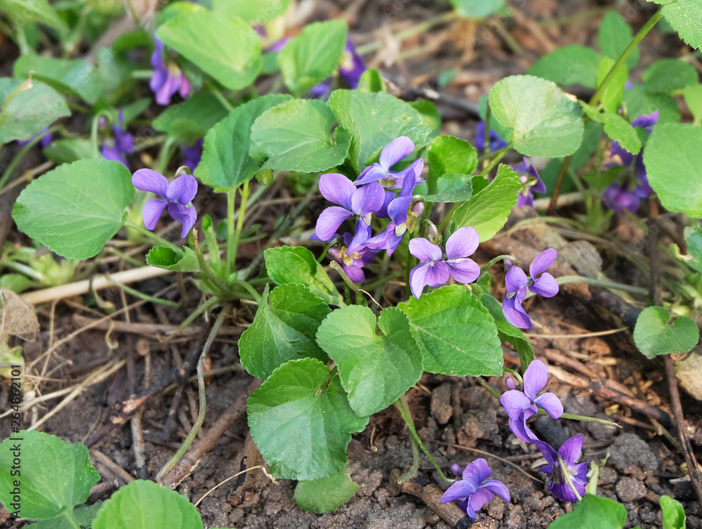 Forest violets blooming in the forest in early spring. Forest violets blooming in the forest in early spring.