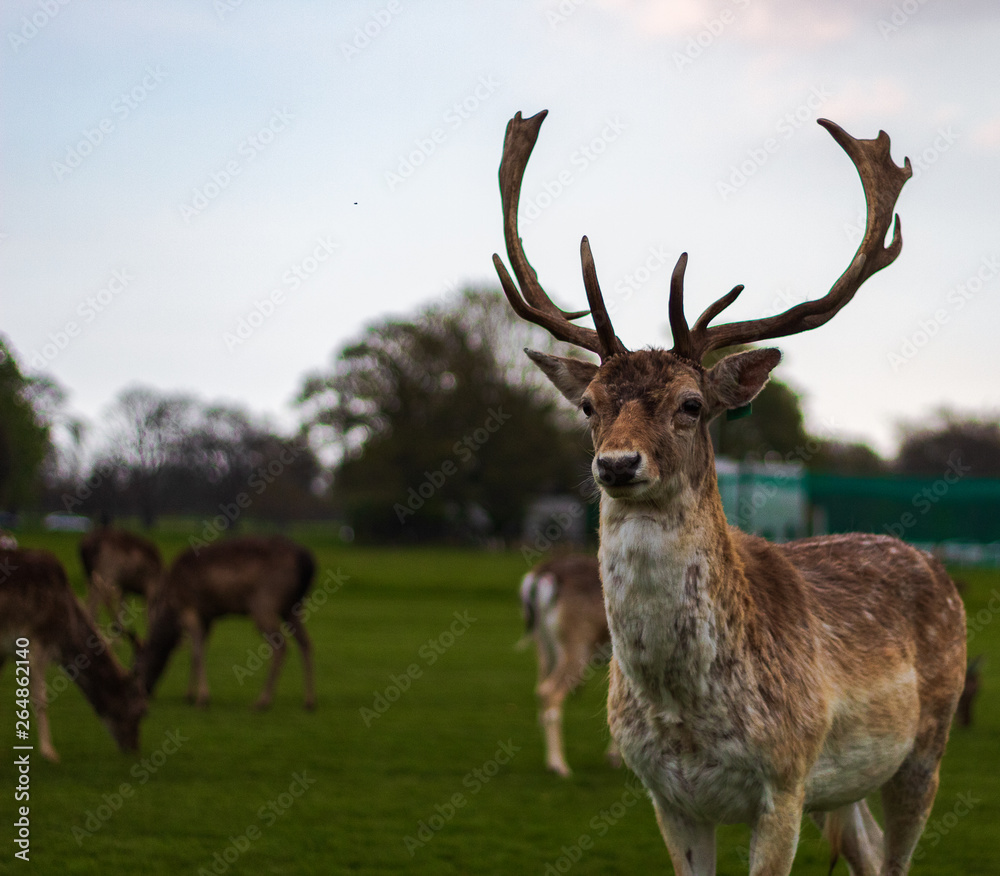 Daim - Phoenix Park Daim - Phoenix Park
