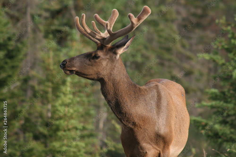 Fototapeta premium Cervo che osserva 