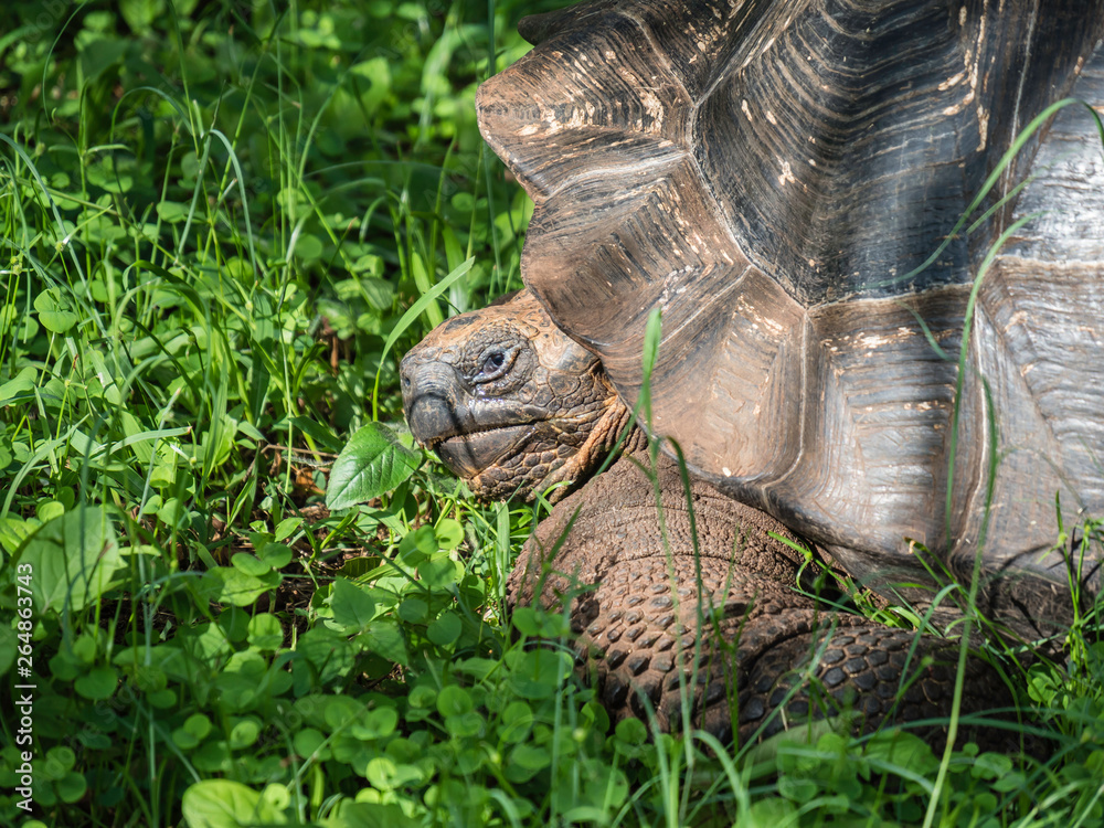 Close up of a beautiful Giant Tortoise in the highland of Santa Cruz Island, Galapagos Islands, Ecuador
