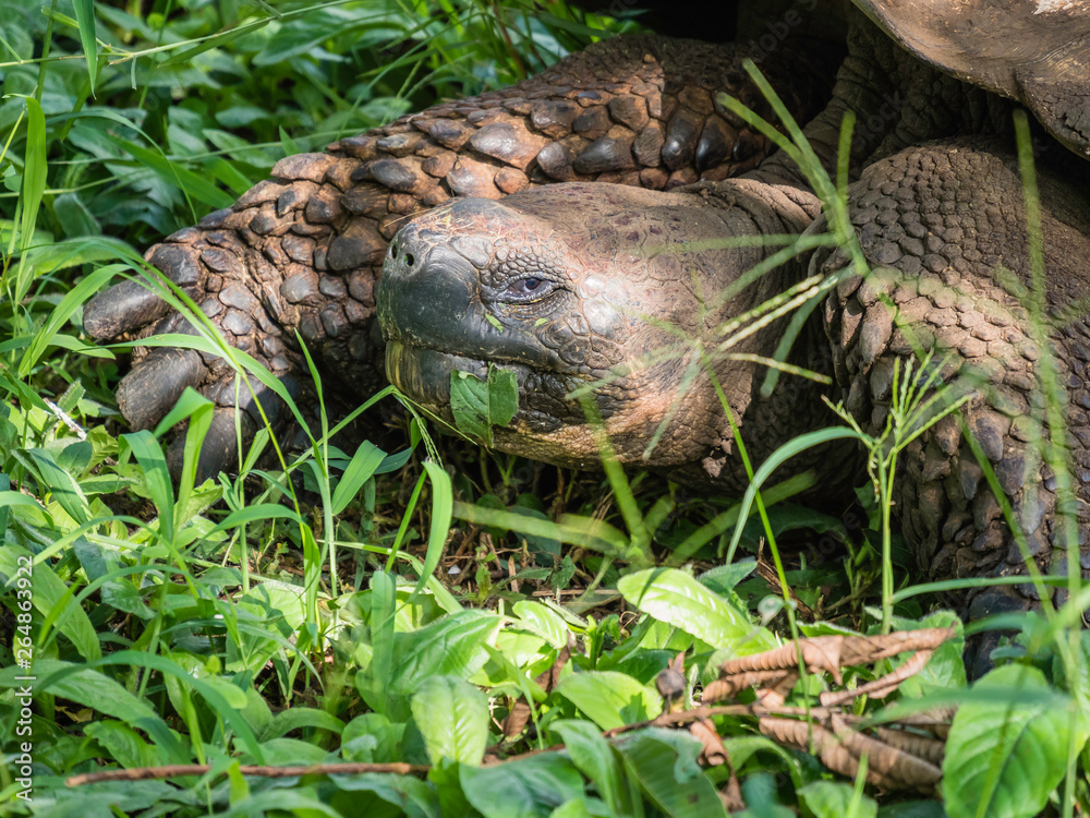 Close up of a beautiful Giant Tortoise in the highland of Santa Cruz Island, Galapagos Islands, Ecuador