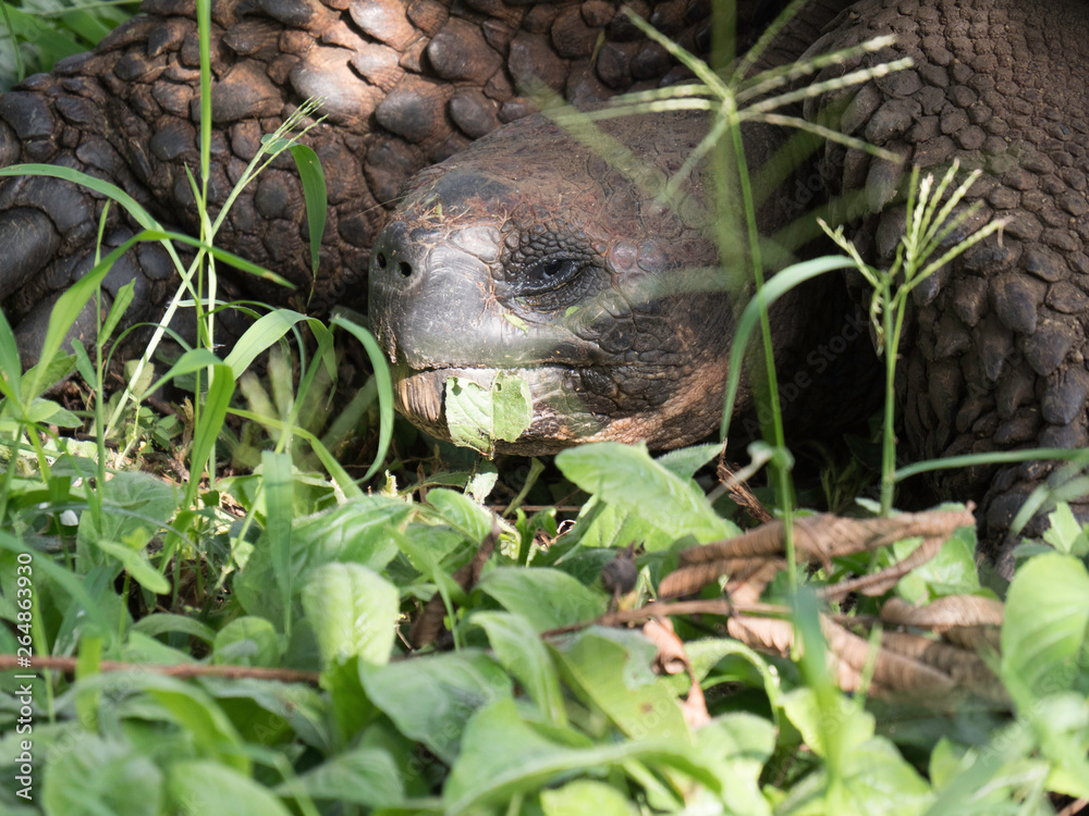 Close up of a beautiful Giant Tortoise in the highland of Santa Cruz Island, Galapagos Islands, Ecuador
