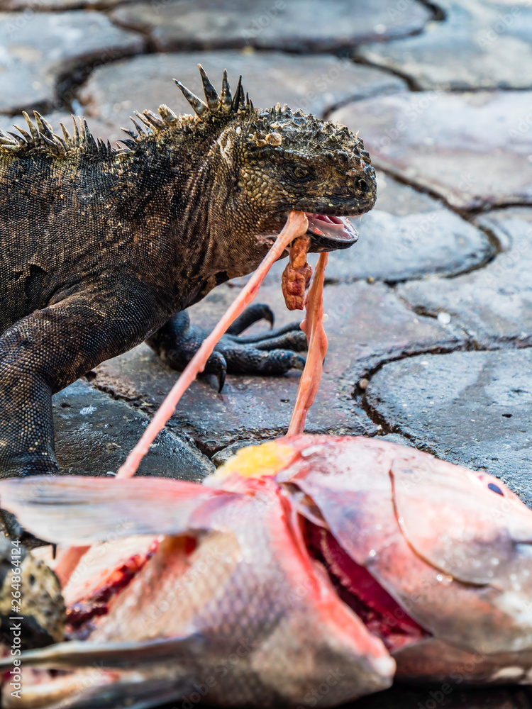 Close up of a beautiful marine iguana feeding on a fish in Galapagos Islands, Ecuador
