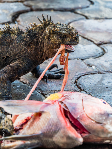 Obraz na płótnie Close up of a beautiful marine iguana feeding on a fish in Galapagos Islands, Ecuador w salonie