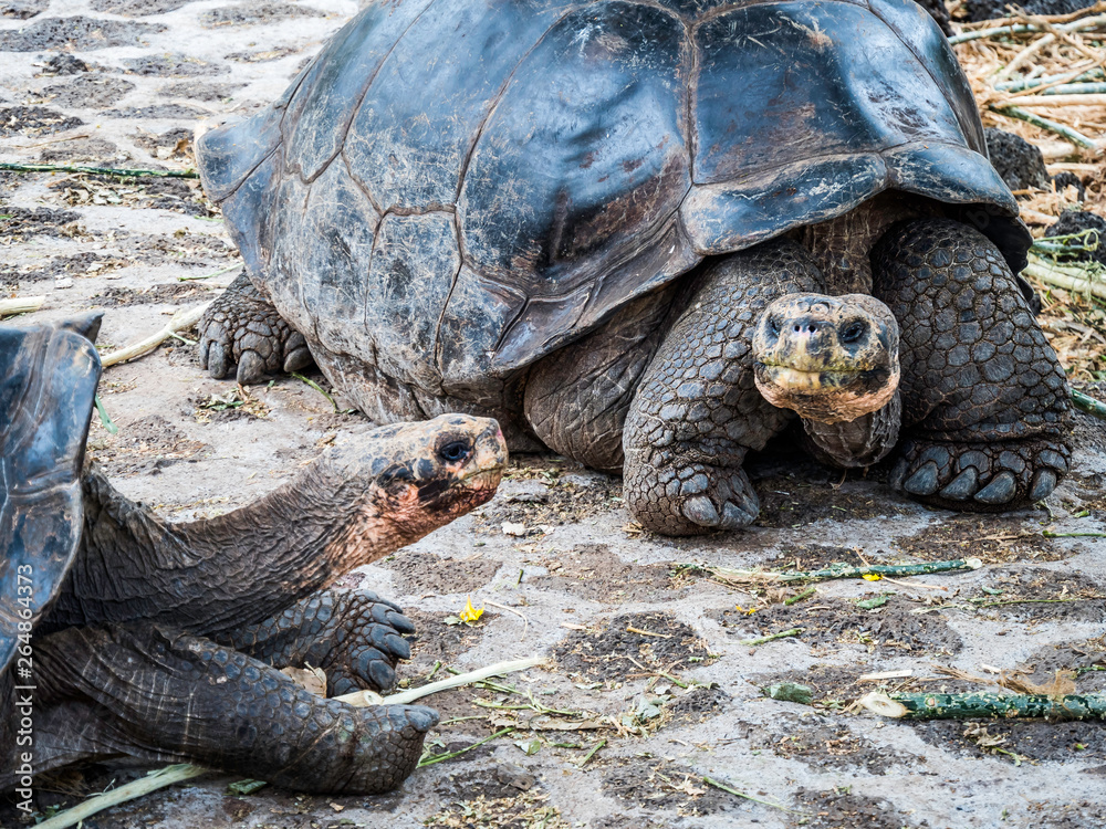 Close up of a beautiful Giant Tortoise in the highland of Santa Cruz Island, Galapagos Islands, Ecuador