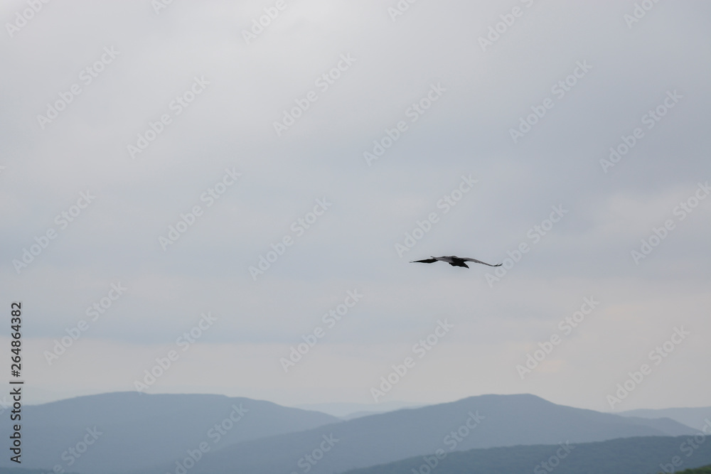 Landscape in the mountains with flying crow, Bieszczady Mountains, Poland
