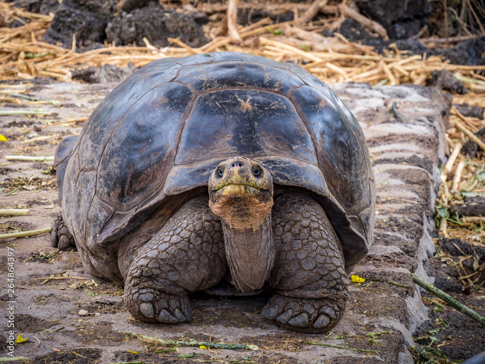 Close up of a beautiful Giant Tortoise in the highland of Santa Cruz Island, Galapagos Islands, Ecuador