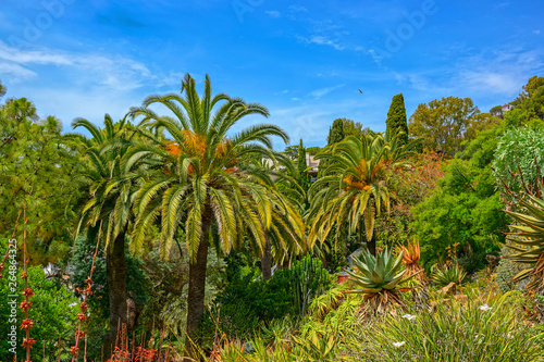 Exotic tropical trees and plants growing on rocks in the park. Blanes  Spain.