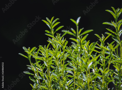 Satureja montana plant commonly known as winter savory or mountain savory photo