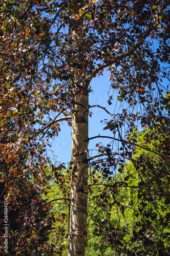 Obraz na płótnie Betula pendula Roth tree variety Purpurea commonly called silver birch