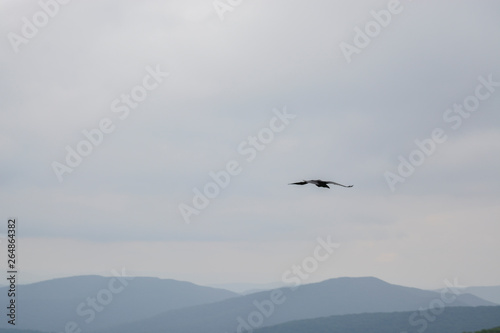 Landscape in the mountains with flying crow  Bieszczady Mountains  Poland