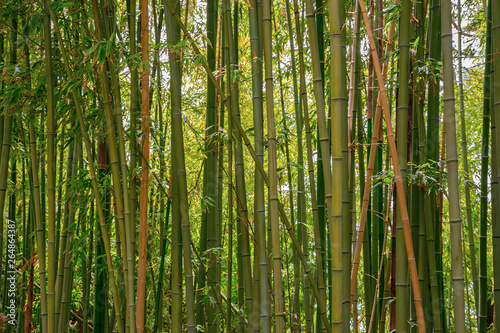 Bamboo thickets in botanical garden in Blanes  Catalonia  Spain.