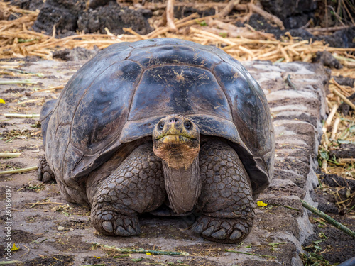 Obraz na płótnie Close up of a beautiful Giant Tortoise in the highland of Santa Cruz Island, Galapagos Islands, Ecuador w salonie