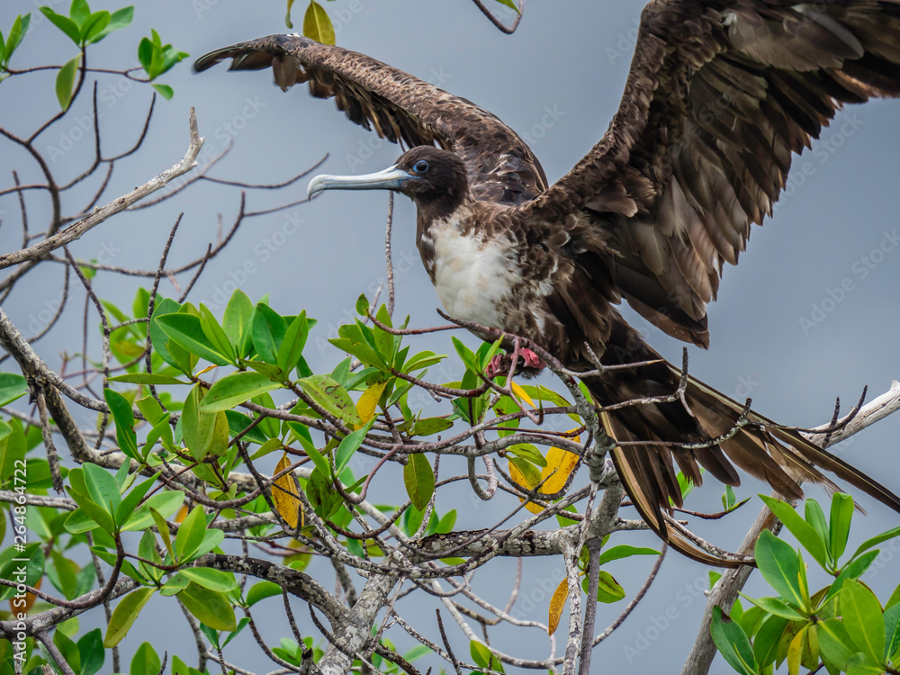 Great Frigate Bird spreading its wings spotted near Isabela Island, Galapagos Islands, Ecuador