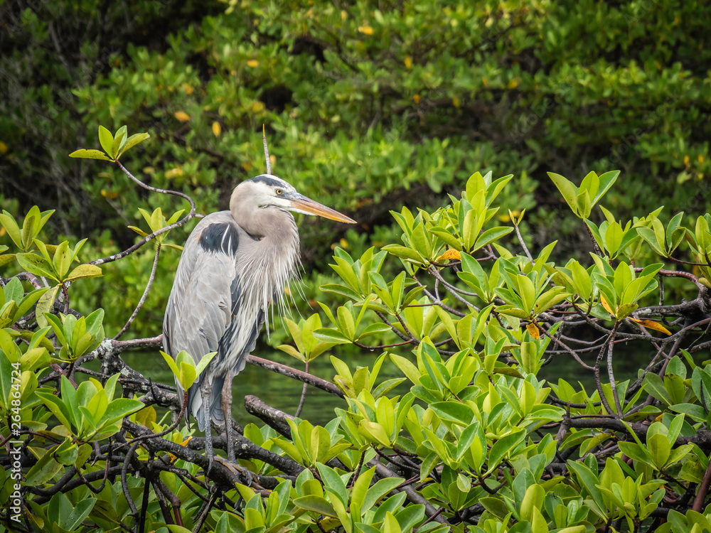 Beautiful Great Blue Heron bird spotted near Isabela Island, Galapagos Islands, Ecuador