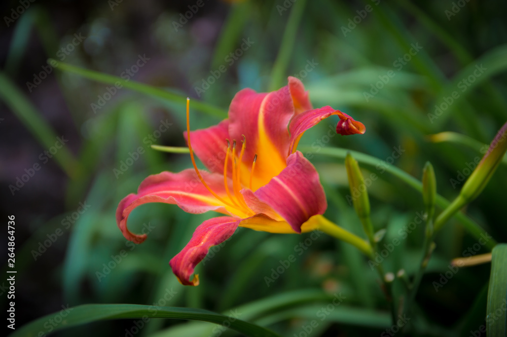 Day Lily Day Lily