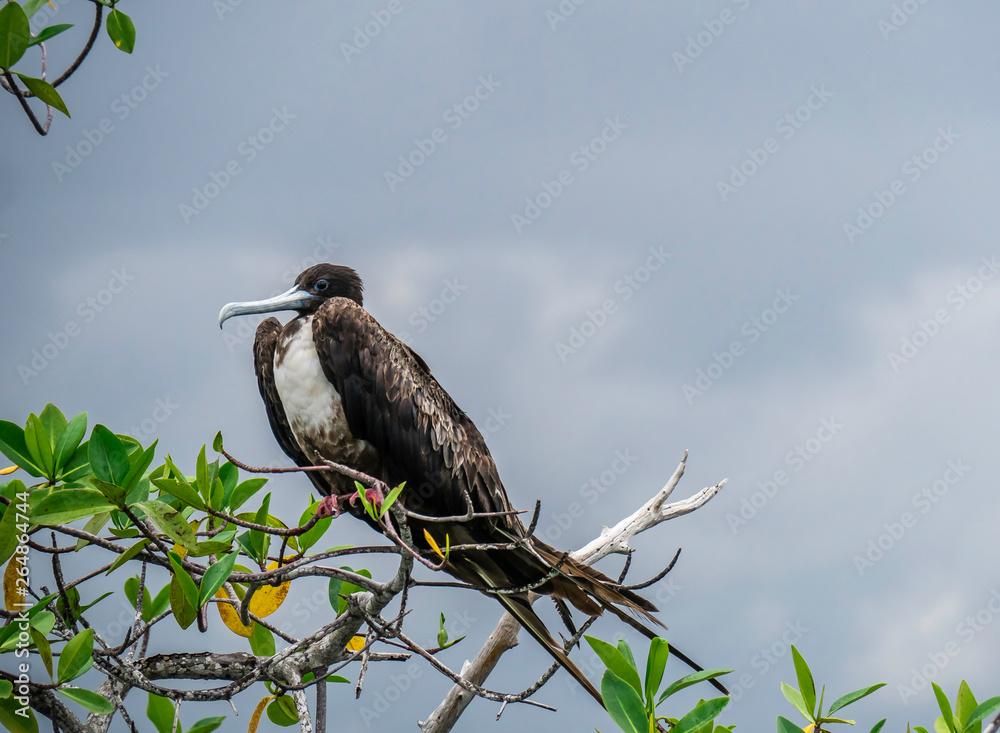 Great Frigate Bird spotted near Isabela Island, Galapagos Islands, Ecuador