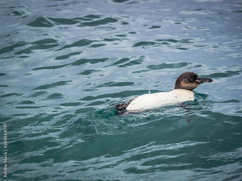 Galapagos penguin taking a bath in the sea