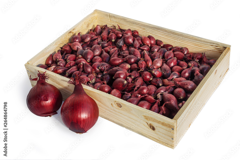 Drawer filled with onions intended for planting in the garden Drawer filled with onions intended for planting in the garden