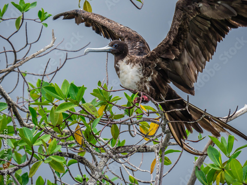 Obraz na płótnie Great Frigate Bird spreading its wings spotted near Isabela Island, Galapagos Islands, Ecuador w salonie