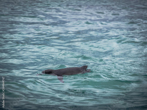 Obraz na płótnie Galapagos penguin swimming in the sea w salonie