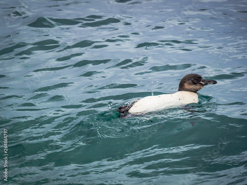 Obraz na płótnie Galapagos penguin taking a bath in the sea w salonie