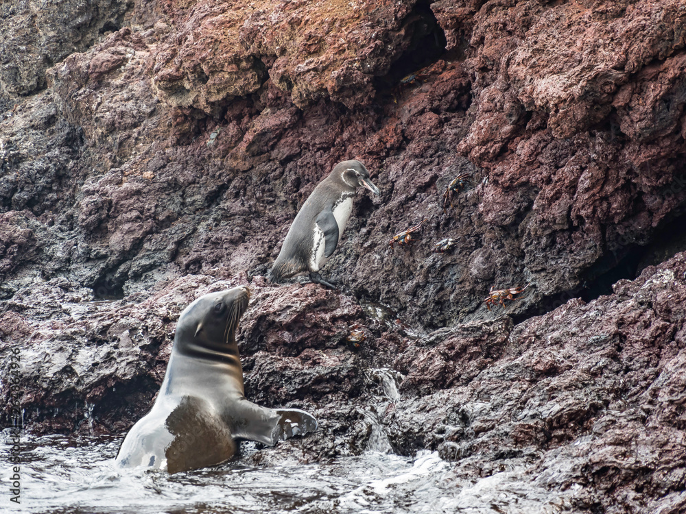 Galapagos penguin escaping from a playful Galapagos Sea Lion near Isabela Island, Galapagos Islands, Ecuador