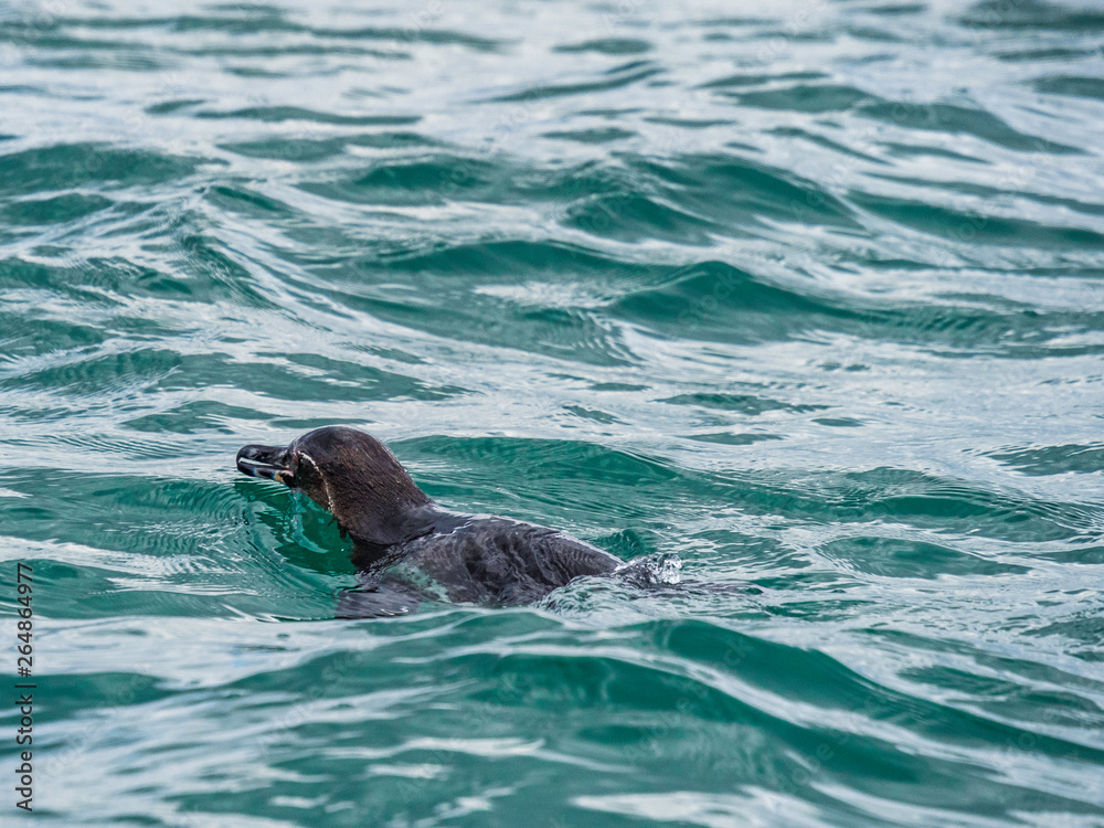Galapagos penguins swimming in the sea