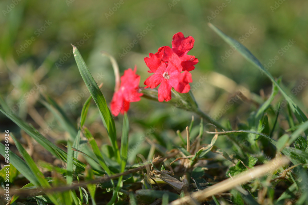 3 lovely red flowers on a green lawn mattress. 3 lovely red flowers on a green lawn mattress.