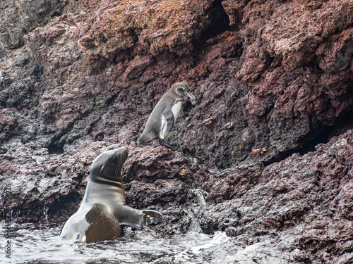 Obraz na płótnie Galapagos penguin escaping from a playful Galapagos Sea Lion near Isabela Island, Galapagos Islands, Ecuador w salonie
