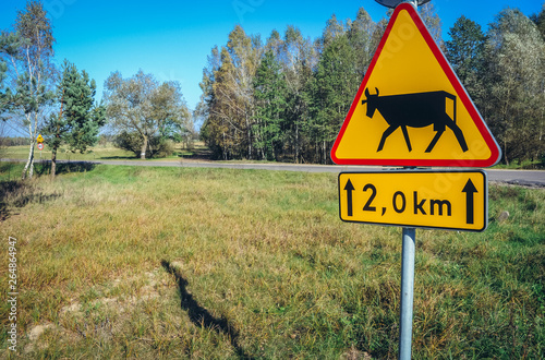 Cattle crossing road sign on the road in Masovia region of Poland