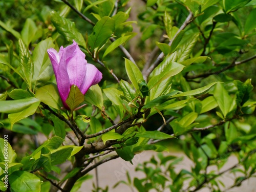 Rosa Bl  te am Rhododendronbusch