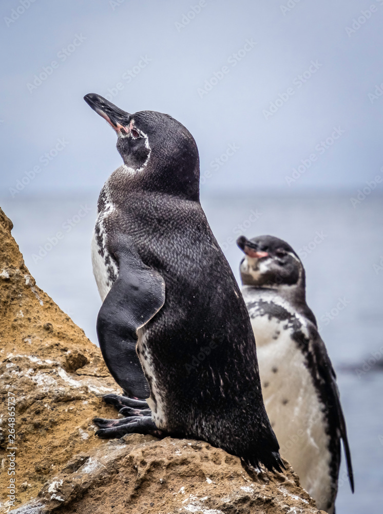 Cute Galapagos Penguins resting along the shore near Isabela Island in Galapagos Islands, Ecuador