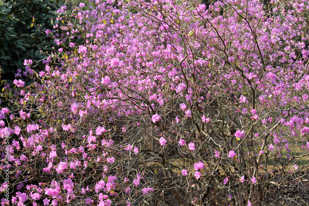 Pink flowers of Rhododendron mucronulatum or Korean rhododendron. General view of flowering plant in the garden in early spring