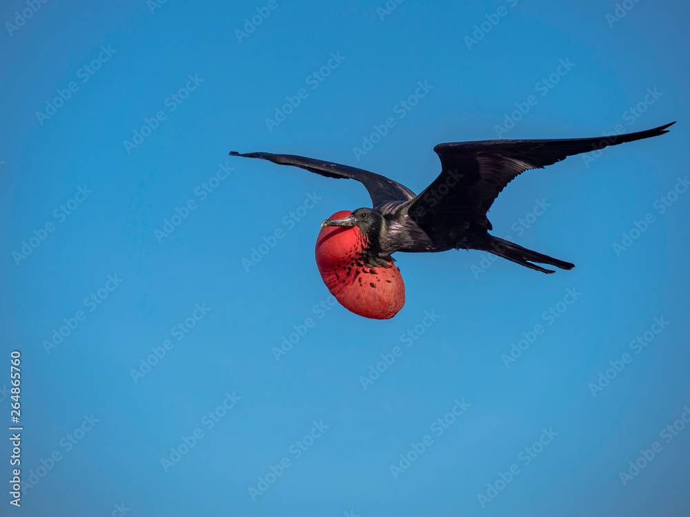 Magnificent male frigatebird soaring through the blue sky near Galapagos Islands, Ecuador
