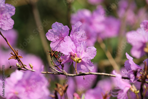 Pink flowers of Rhododendron mucronulatum or Korean rhododendron in garden in early spring photo