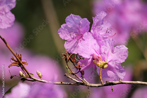 Pink flowers of Rhododendron mucronulatum or Korean rhododendron in garden in early spring photo