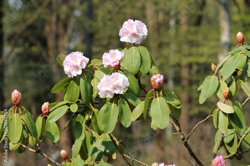 Flowering pere Farges Rhododendron (Rhododendron oreodoxa var. fargesii) in garden. General view of branches with flowers and green leaves photo