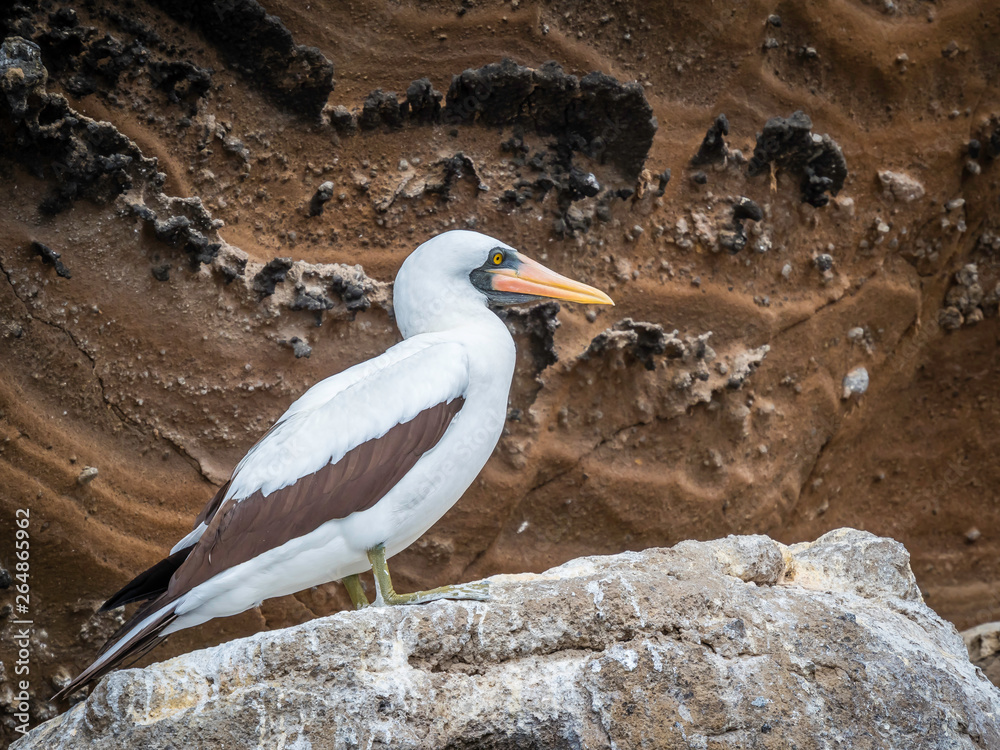 Beautiful Masked Booby resting on shore spotted in Galapagos Islands, Ecuador