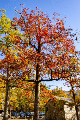 yellow maple tree in autumn
