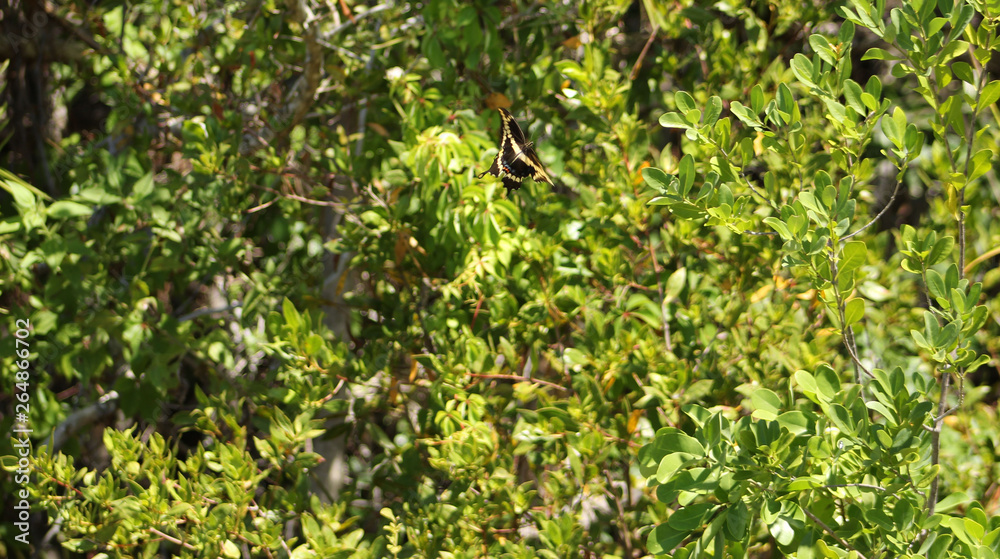 green leaves of a tree green leaves of a tree