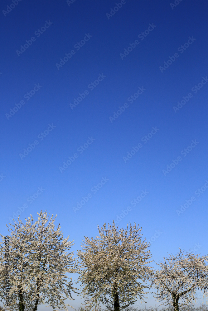 Arbres en fleurs au printemps. / Trees in bloom in spring. Arbres en fleurs au printemps. / Trees in bloom in spring.