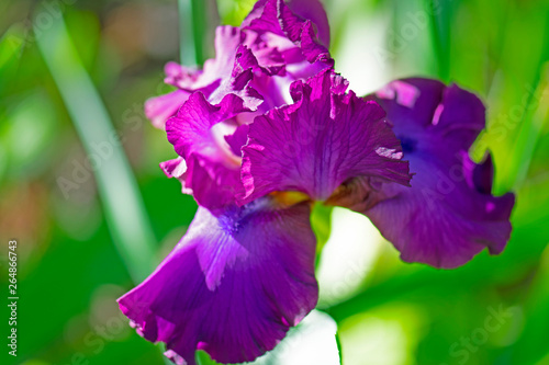 Fototapeta Naklejka Na Ścianę i Meble -  Close up of a purple Iris in bloom on a sunny morning