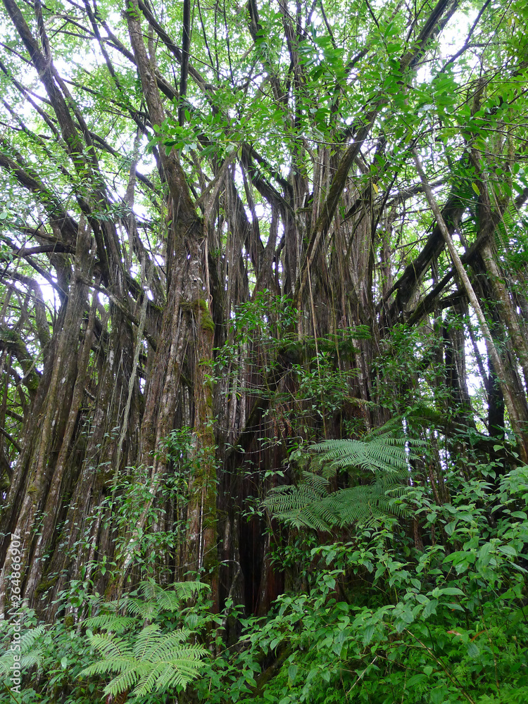 Close view on a banyan tree next to Hilo on Big Island, Hawaii