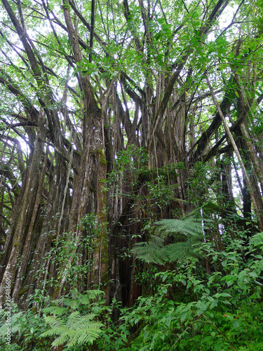 Close view on a banyan tree next to Hilo on Big Island, Hawaii