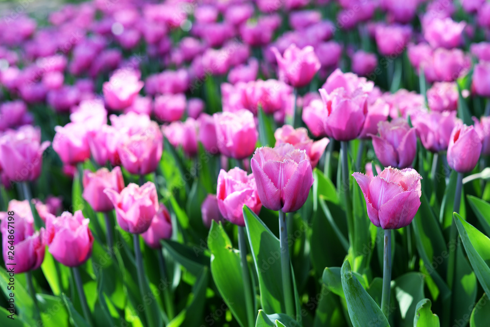 beautiful summer flowers tulips lilac 