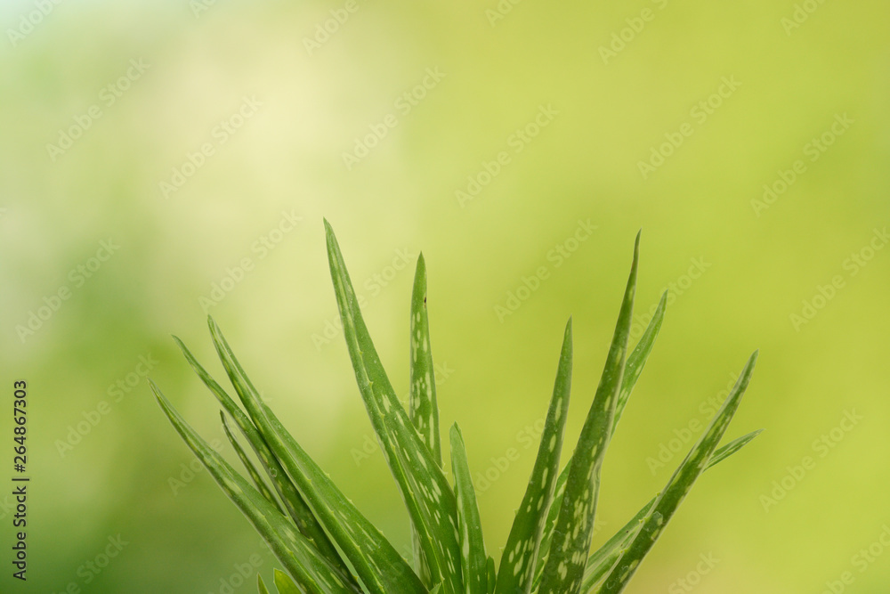 Aloe Vera Plant, natural remedy product over green Aloe Vera Plant, natural remedy product over green