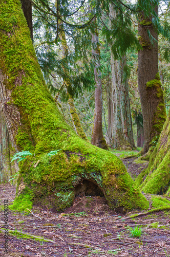Mossy tree with fairy home at the base of tree