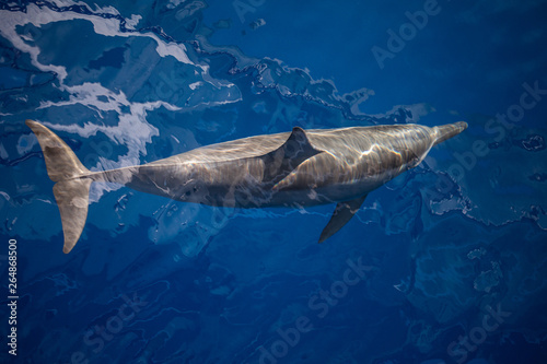 A Spinner dolphin, Stenella longirostris, cruises through the crystal clear waters of the tropical Pacific Ocean. These small cetaceans are known for their impressive aerial acrobatics.