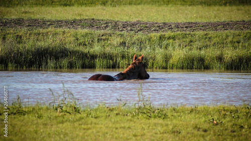 Horse Swimming